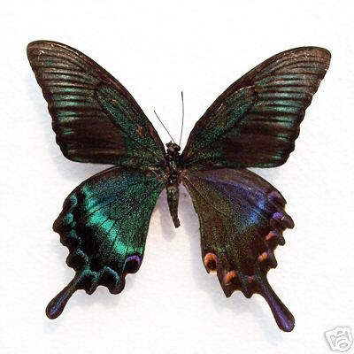 Papilio maacki summer form bilateral gynandromorph (Internet Image property of respective owner, non-commercial use only)